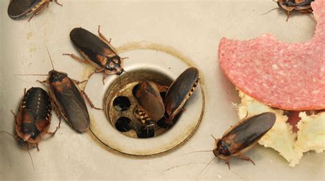 como acabar con las cucarachas - como fazer fondue